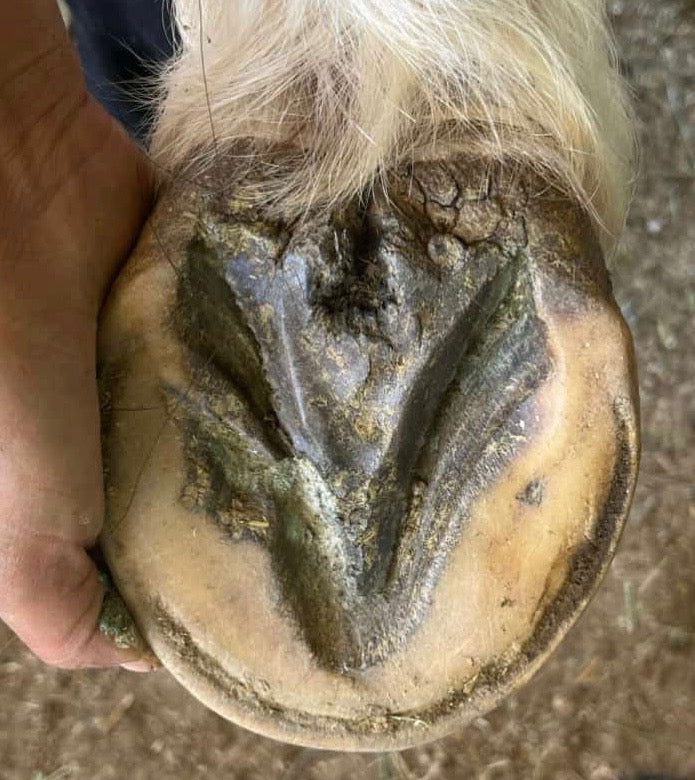 The Blue Hoof Bundle