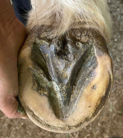 The Blue Hoof Bundle