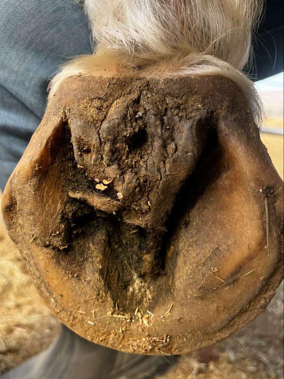 The Blue Hoof Bundle