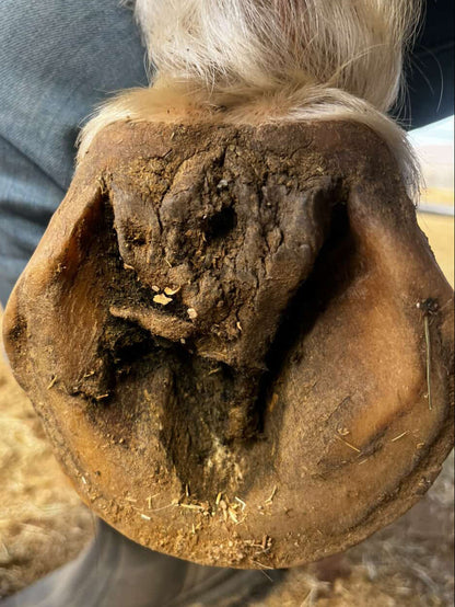The Blue Hoof Bundle