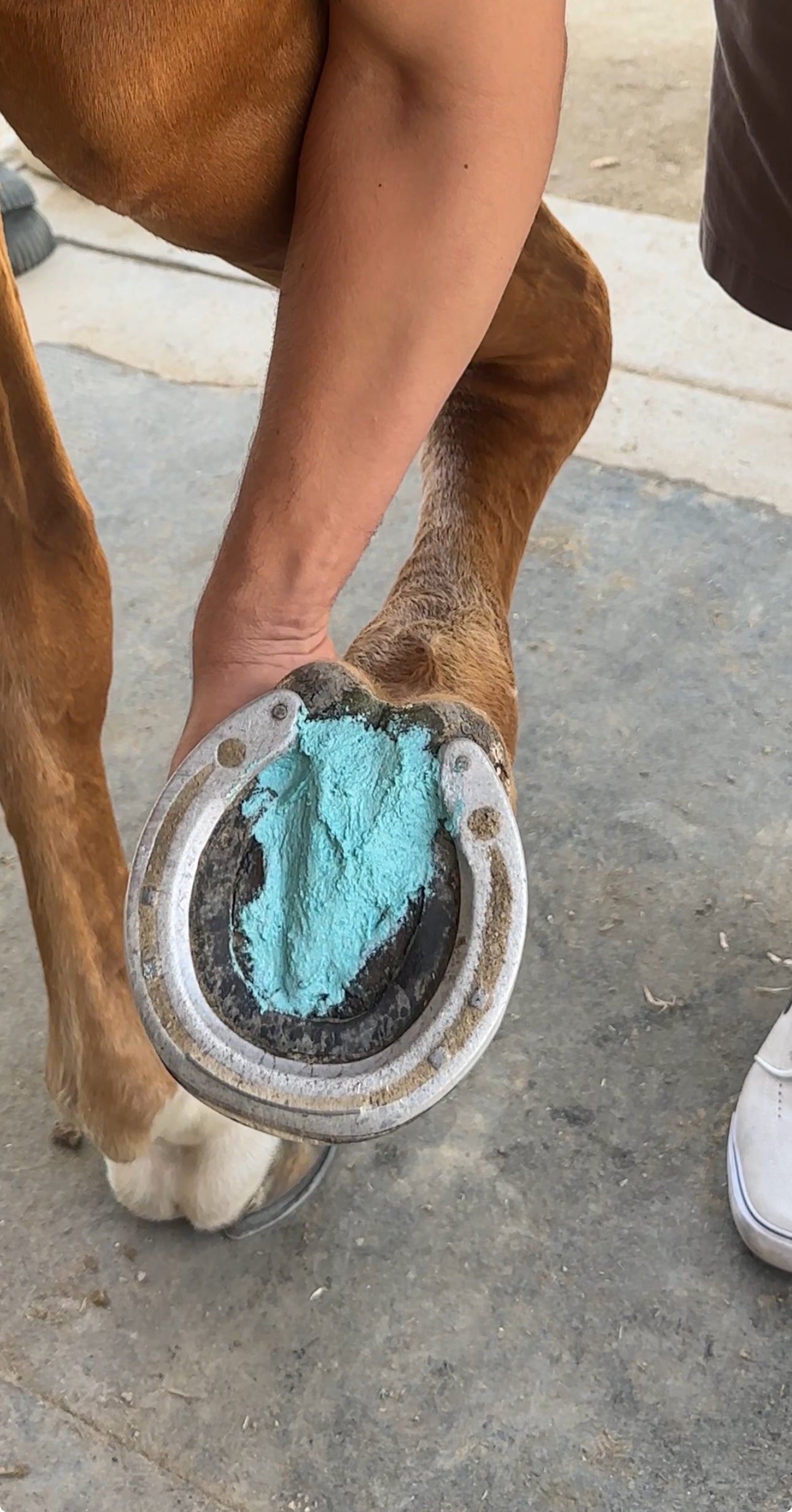 The Blue Hoof Bundle